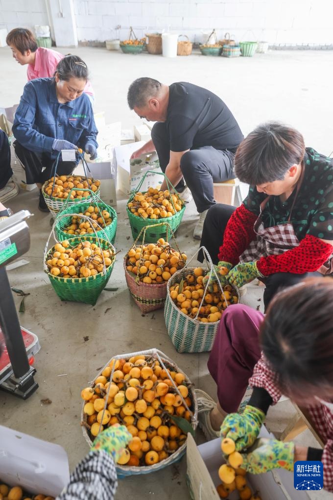 枇杷之乡开启夏日“甜蜜经济”