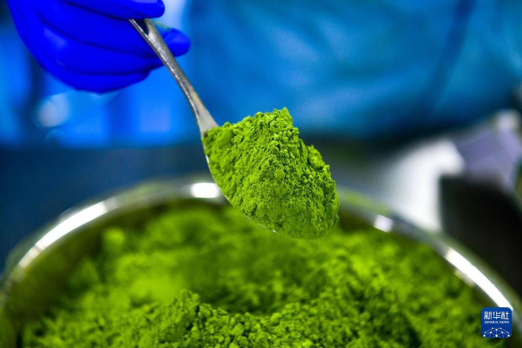 大山深处的“世界抹茶超级工厂”