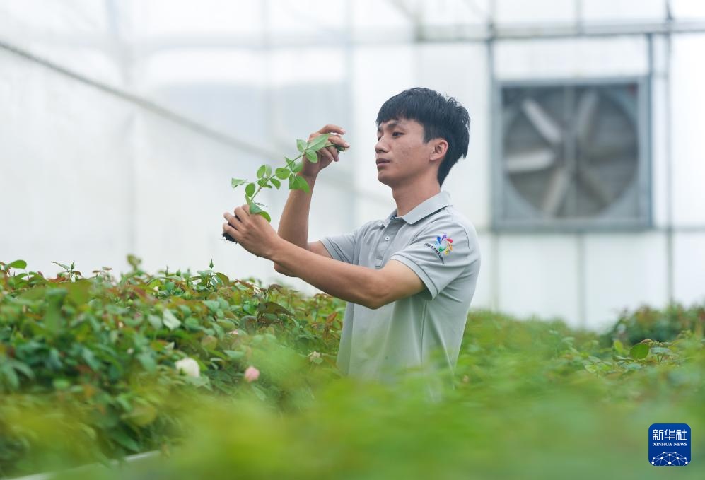 千余个“中国风”月季切花新品种在云南集中推出