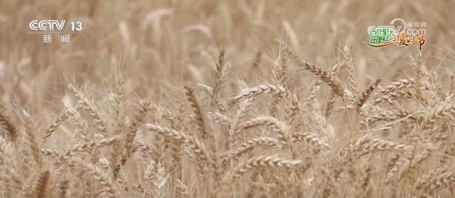 “新农机+新品种”助力增产增收 在希望的田野上 “丰”景可期