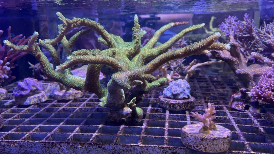 全球新物种+2！都在我国海南