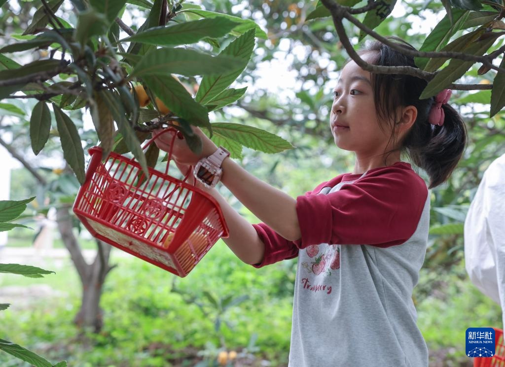 枇杷之乡开启夏日“甜蜜经济”