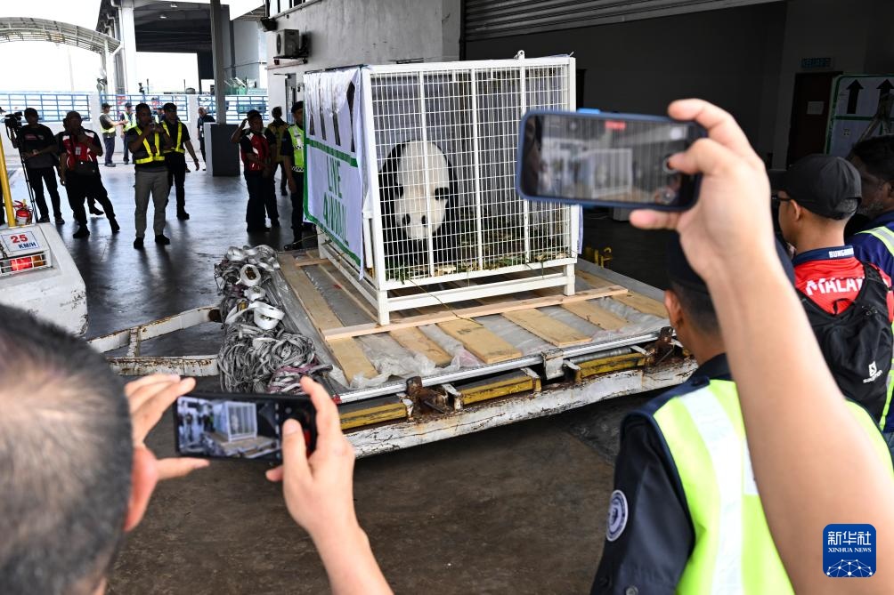 旅马大熊猫“兴兴”和“靓靓”启程归国