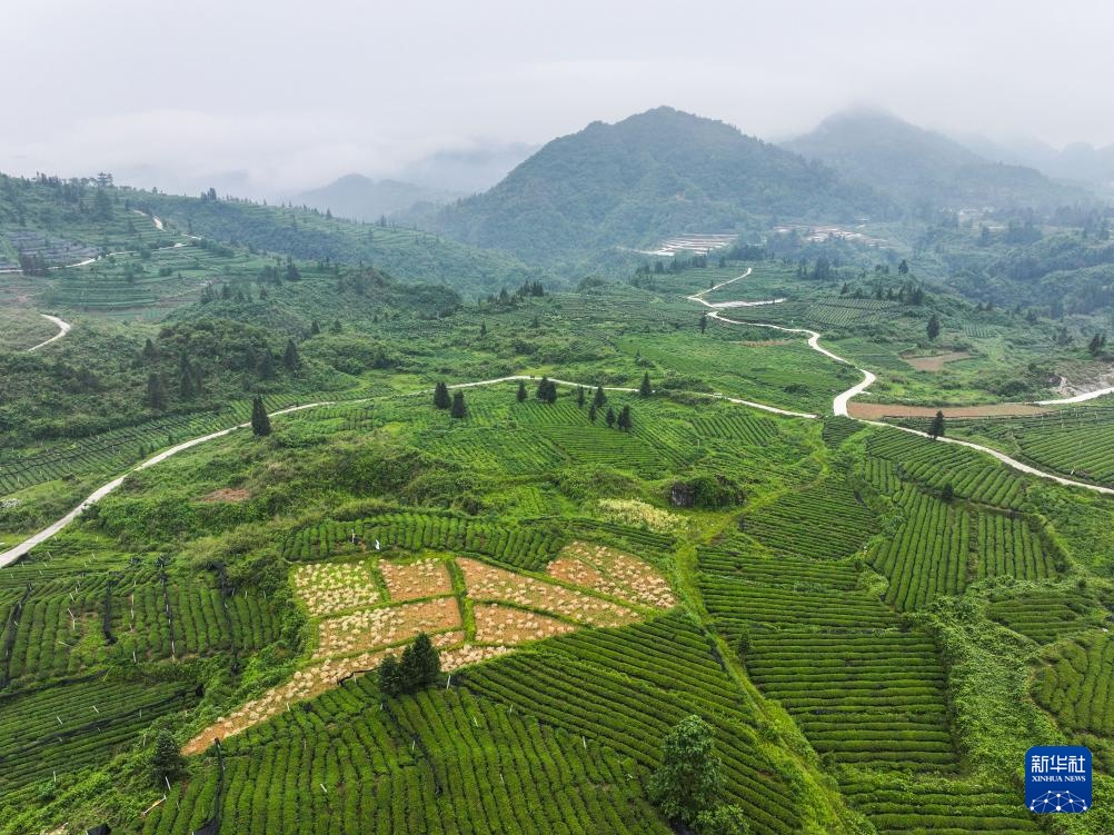 大山深处的“世界抹茶超级工厂”