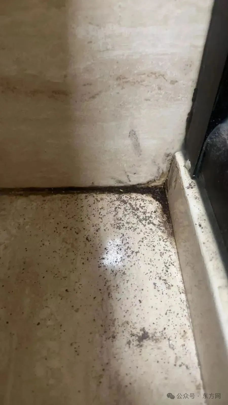 卫生间突然出现黑黑的“污垢”……上海人注意：今年或提前爆发！专家提醒→