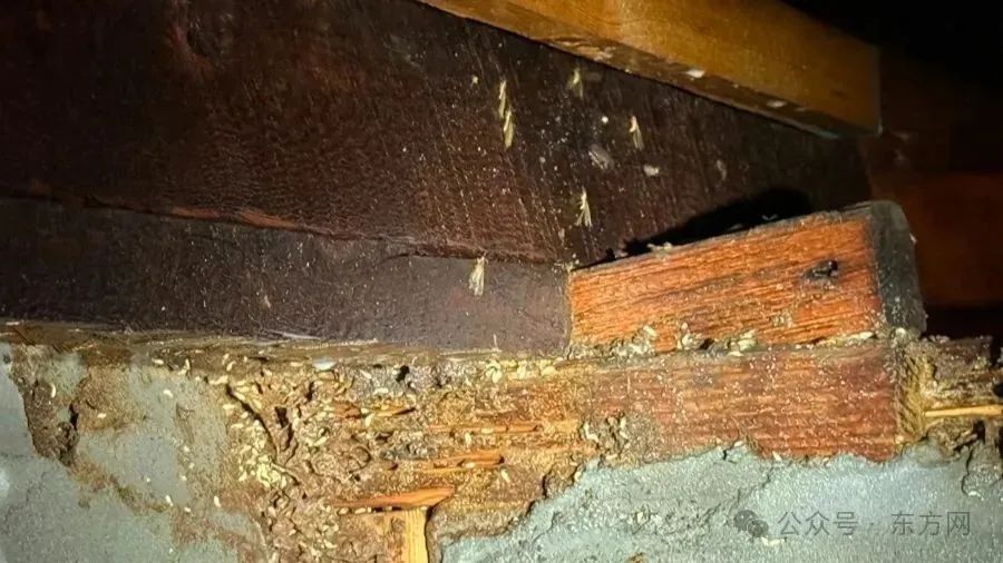 卫生间突然出现黑黑的“污垢”……上海人注意：今年或提前爆发！专家提醒→