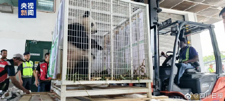 欢迎回家！旅马大熊猫福娃凤仪落地成都