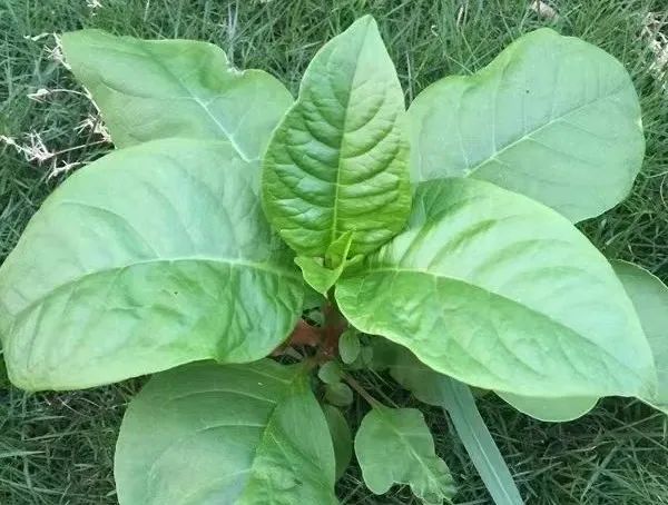 28岁准新郎食物中毒离世…紧急提醒 28岁准新郎食物中毒离世…紧急提醒