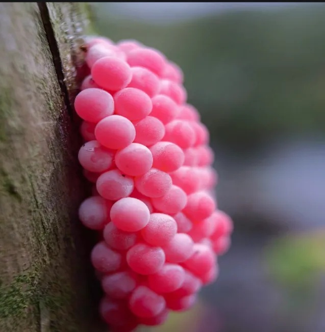 别碰!别吃!正大量出现 别碰!别吃!正大量出现