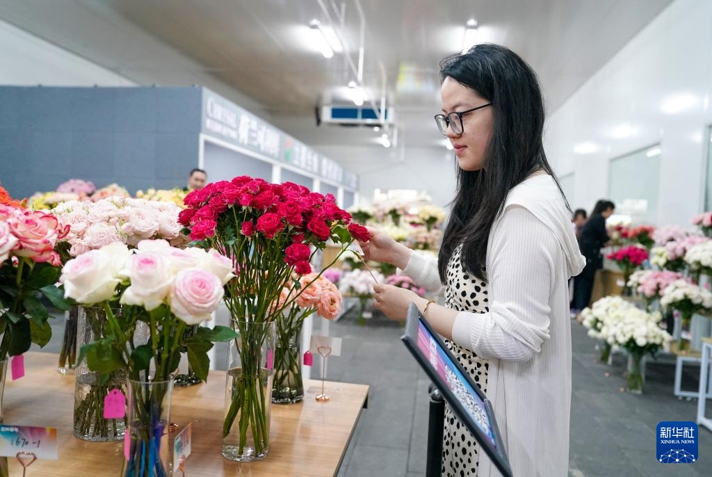 千余个“中国风”月季切花新品种在云南集中推出