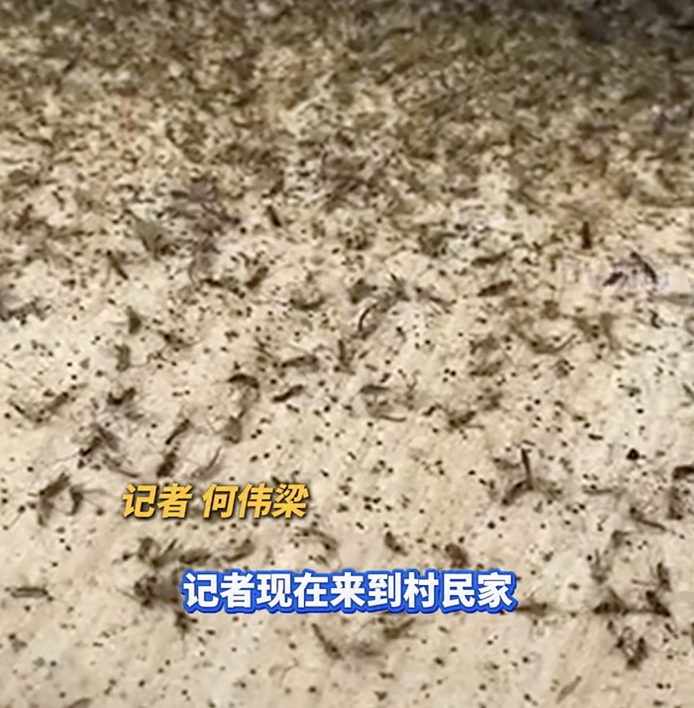 广州一条村被大量蚊子“围攻”!街道回应:已组织消杀 广州一条村被大量蚊子“围攻”!街道回应:已组织消杀