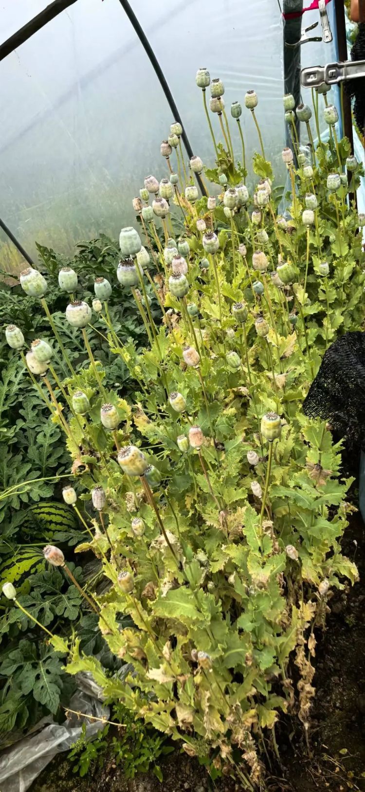 种它能治病？民警：种一株也违法！