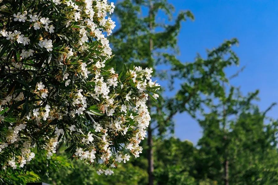 不要碰！不要摘！这种花在街头出现，已有多人中招......