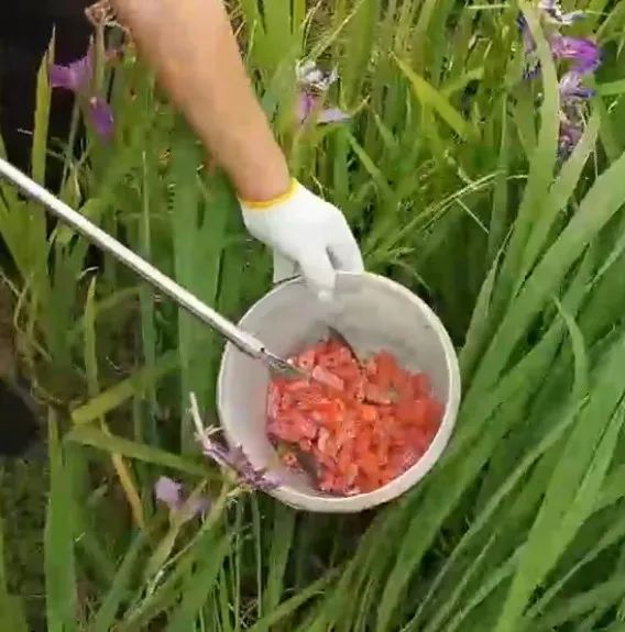 不能吃，寄生虫多达6000条！近期大量出现，多地集中清理
