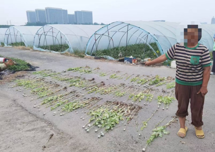 种它能治病？民警：种一株也违法！