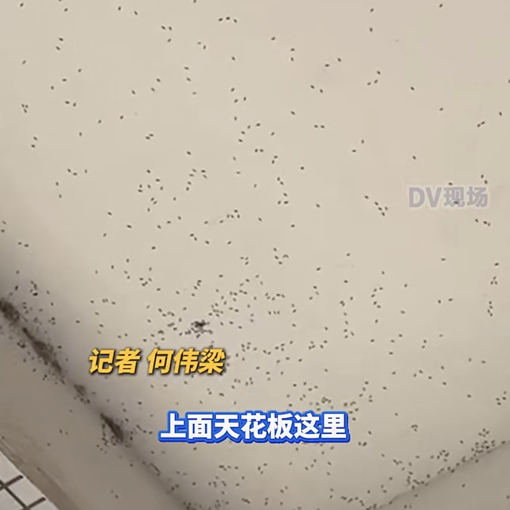 广州一条村被大量蚊子“围攻”!街道回应:已组织消杀 广州一条村被大量蚊子“围攻”!街道回应:已组织消杀