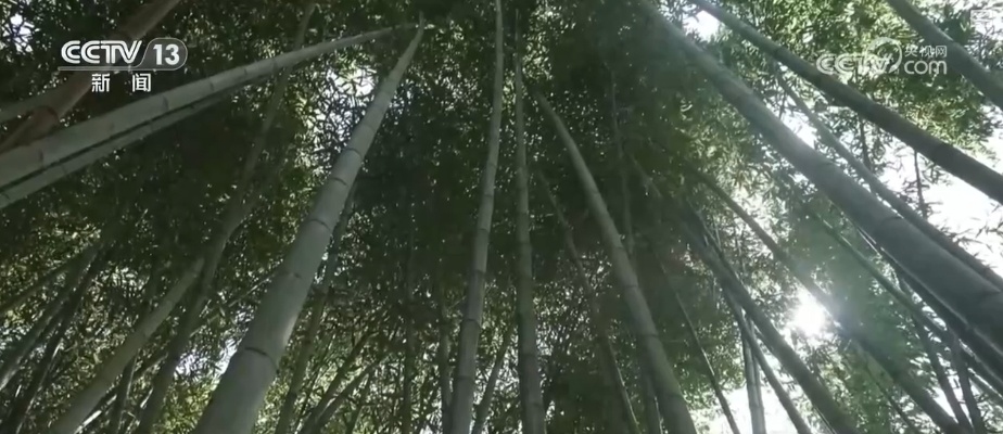 小满至，万物盈 一筒竹香藏小满 极致诠释“人间烟火气，最抚凡人心”