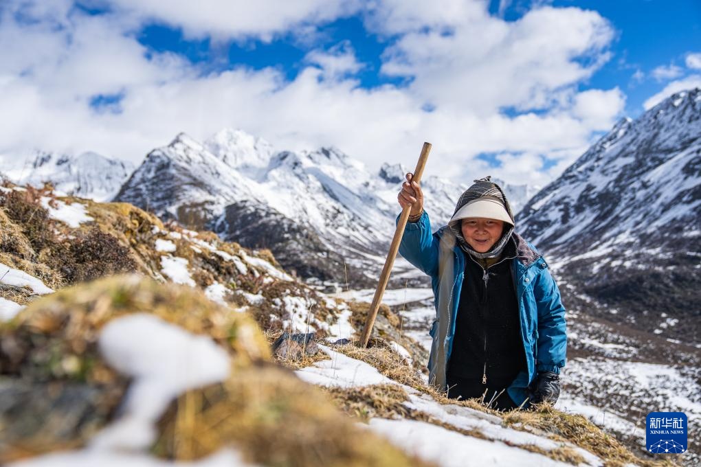 虫草采挖季：雪山前的匍匐寻觅