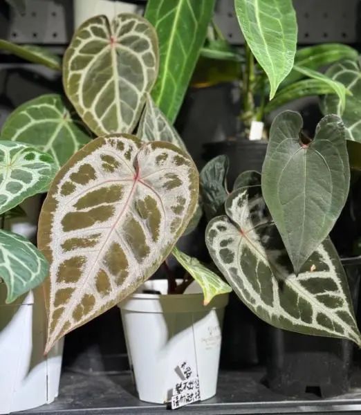 百元入局,万元进阶!在宁波靠卖叶子能赚钱吗? 百元入局,万元进阶!在宁波靠卖叶子能赚钱吗?