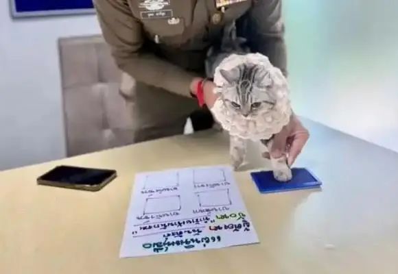 一张“嫌犯照”走红！“暴力袭警”被带走