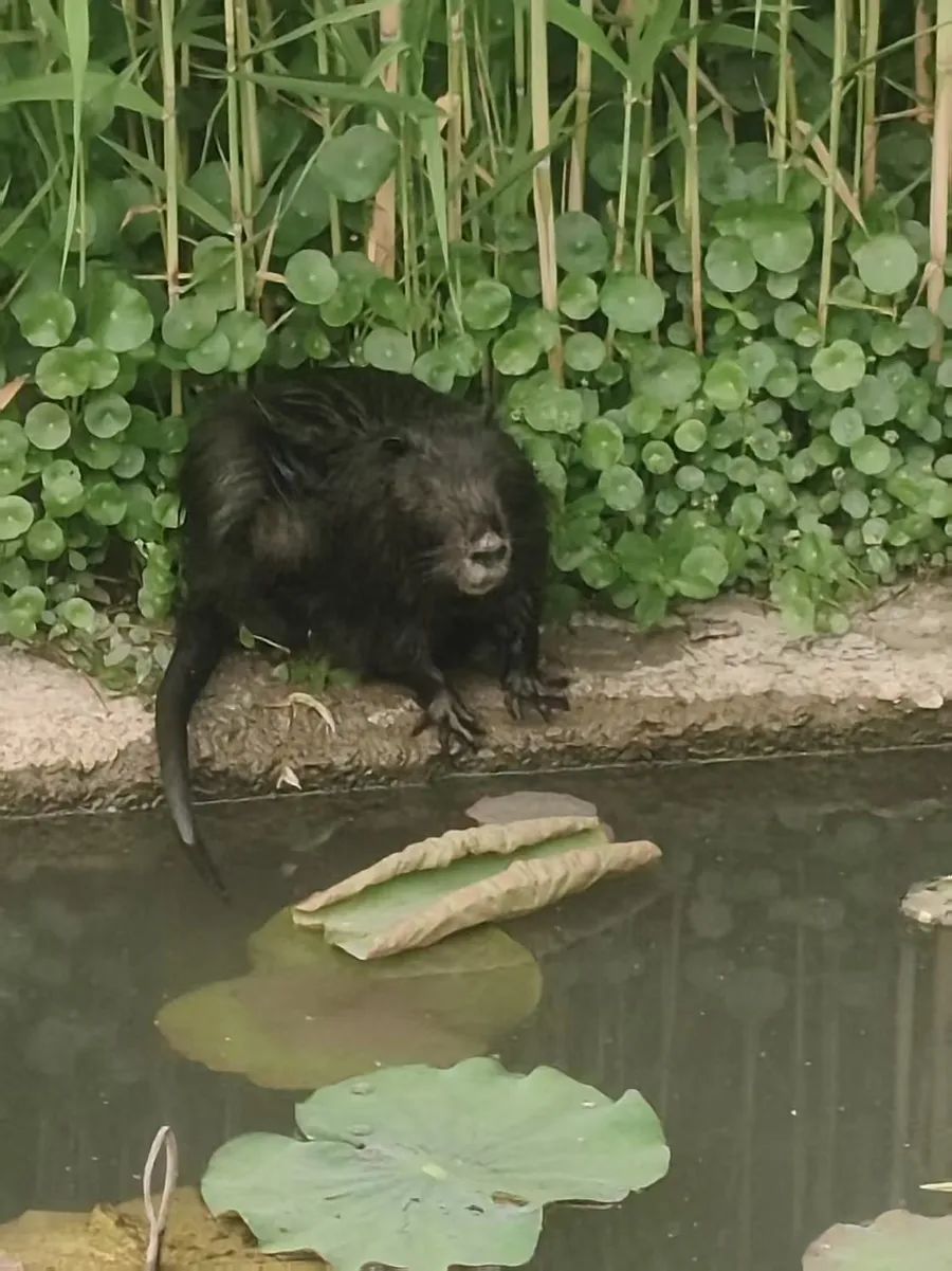 罕见!上海市中心惊现入侵物种?体型很大,不怕人,紧急提醒:千万别摸 罕见!上海市中心惊现入侵物种?体型很大,不怕人,紧急提醒:千万别摸
