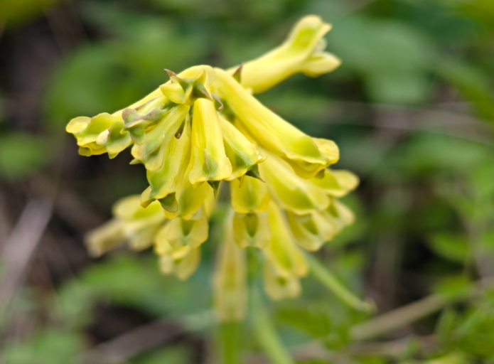 千万不要摘！有人吃了一口被送进抢救室，医生：5到8片足以致命