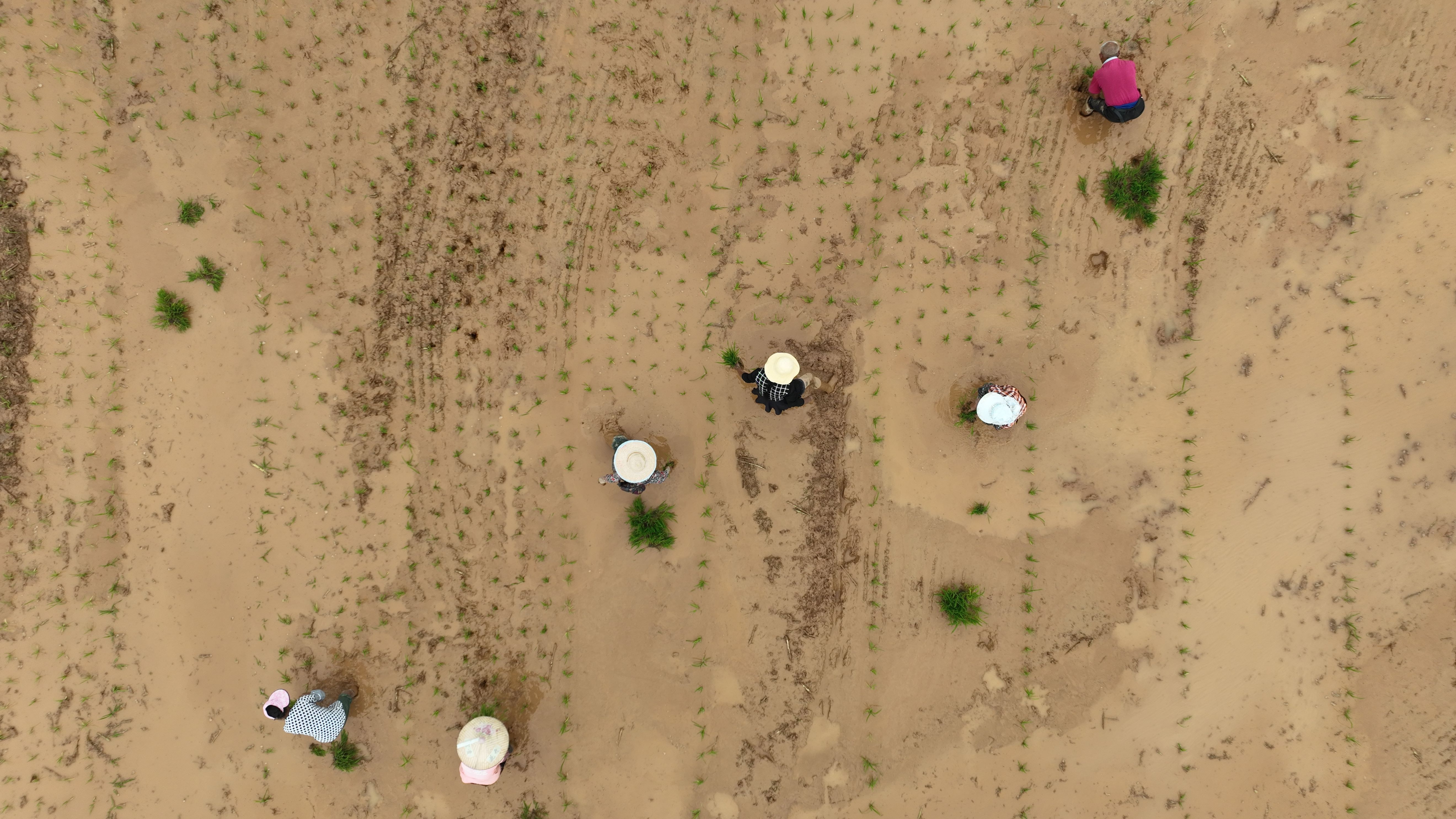 收小春、种大春、管好田 三管齐下绘就丰收图景 收小春、种大春、管好田 三管齐下绘就丰收图景