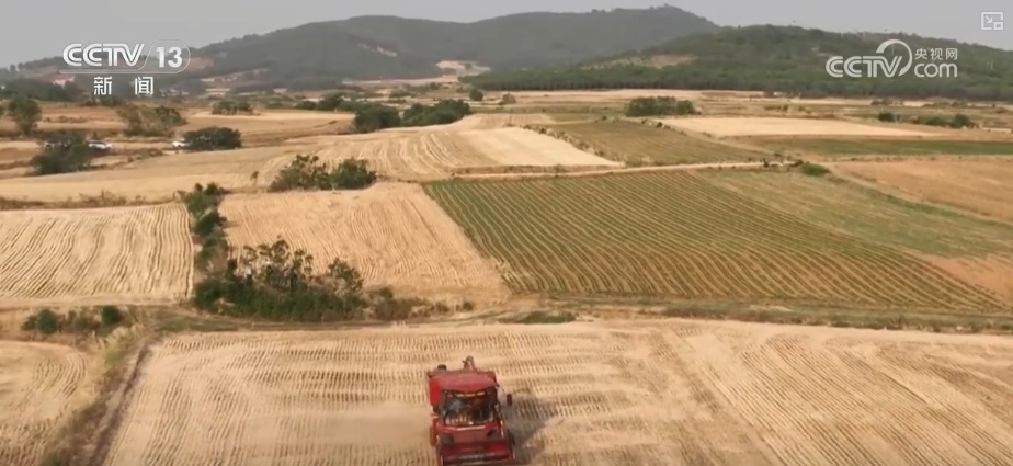 夯实丰收 端牢饭碗！小麦主产区增强服务保障 全力护航“三夏”机收