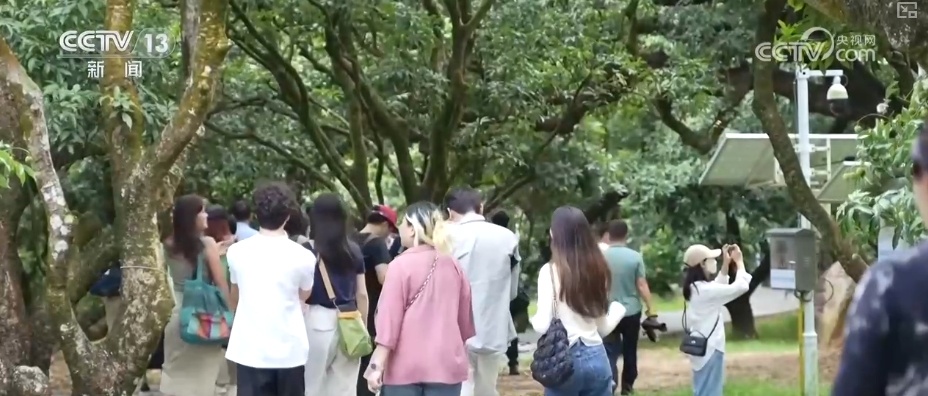 从“夏日限定”变身“全年常驻” 甜蜜经济激活更多文旅消费新场景