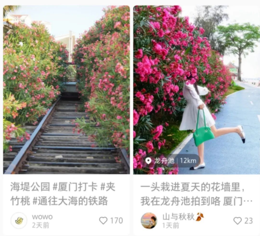 不要摘！这种花已在厦门街头出现！有毒！千万别碰！