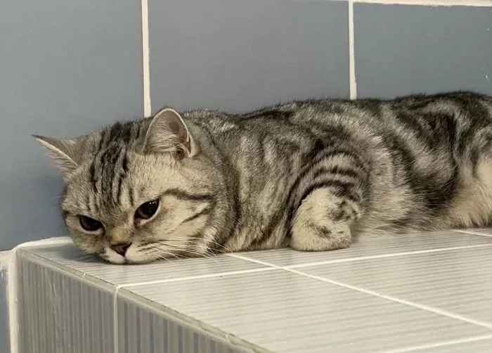 泰国猫咪连环袭警被捕,所拍入案照走红网络 泰国猫咪连环袭警被捕,所拍入案照走红网络