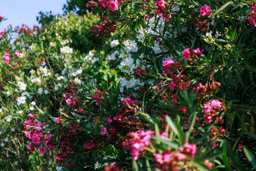 不要摘！这种花已在厦门街头出现！有毒！千万别碰！
