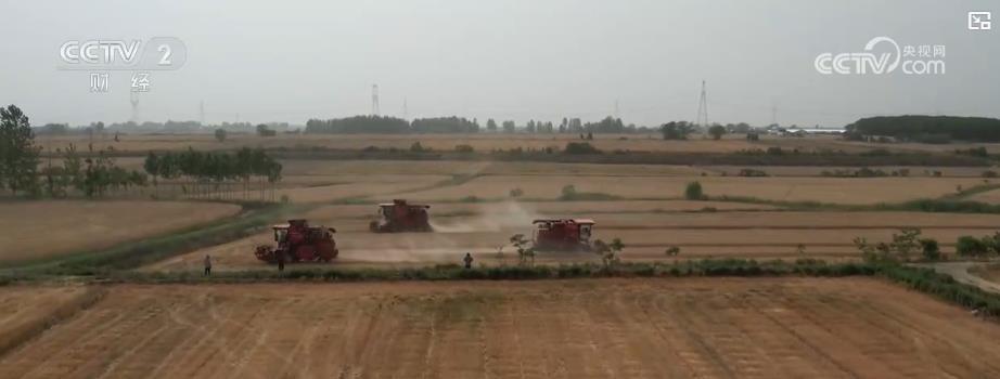 小满至 农事忙：全国小麦主产区开启收获季 各地多措并举保夏粮归仓