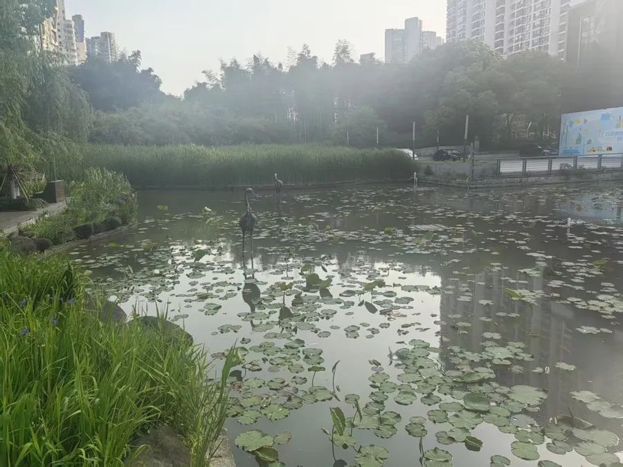 罕见!上海市中心惊现入侵物种?体型很大,不怕人,紧急提醒:千万别摸 罕见!上海市中心惊现入侵物种?体型很大,不怕人,紧急提醒:千万别摸