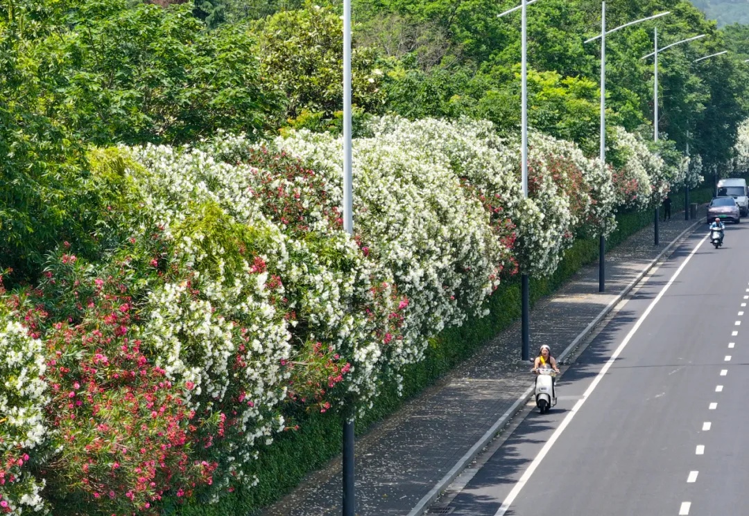 有毒,别乱摘乱碰!街头已出现 有毒,别乱摘乱碰!街头已出现