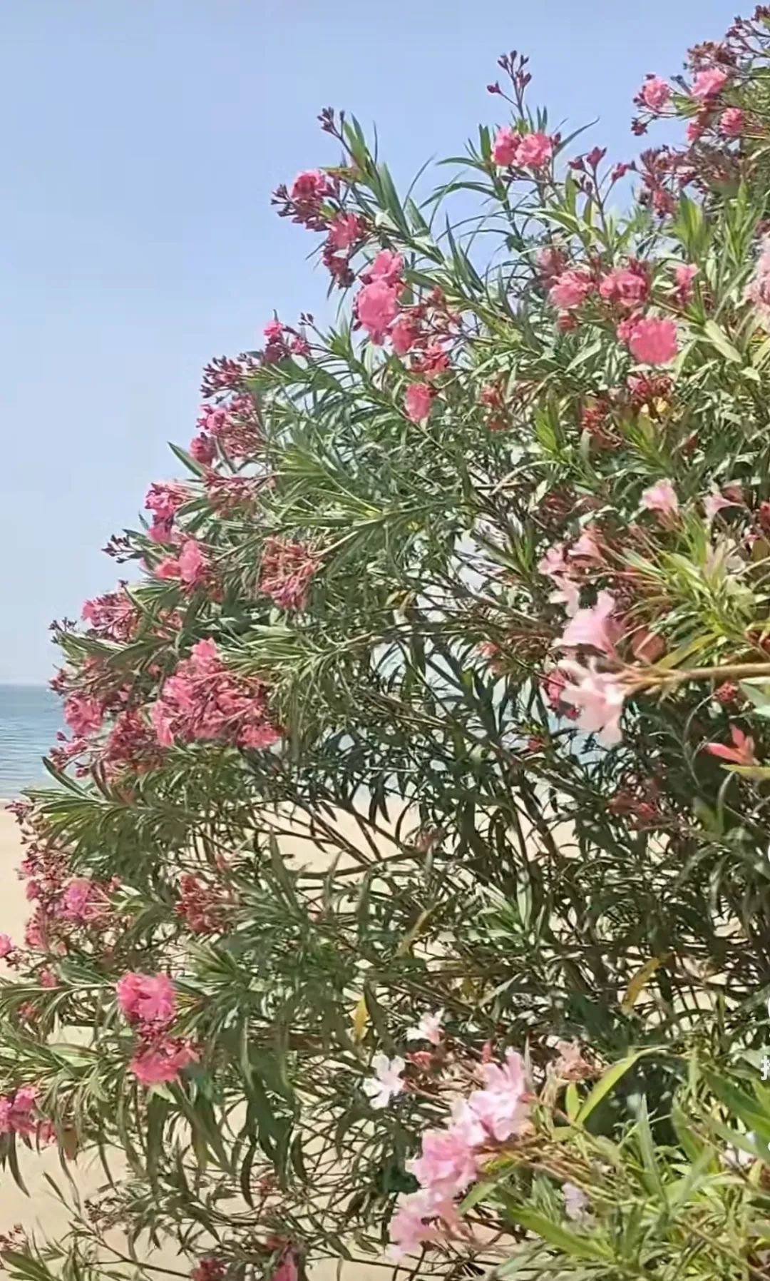 不要摘！这种花已在厦门街头出现！有毒！千万别碰！