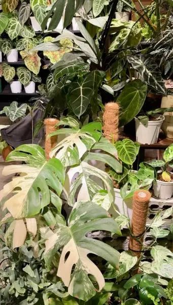 百元入局,万元进阶!在宁波靠卖叶子能赚钱吗? 百元入局,万元进阶!在宁波靠卖叶子能赚钱吗?