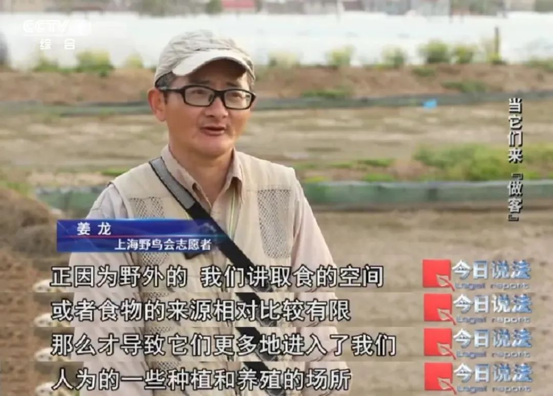 不能捕杀又驱赶不走，损失严重，人鸟“恩怨”如何解？|“国际生物多样性日”特别策划