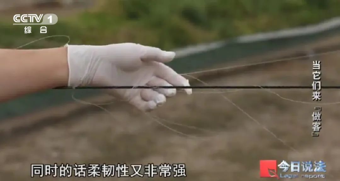 不能捕杀又驱赶不走，损失严重，人鸟“恩怨”如何解？|“国际生物多样性日”特别策划
