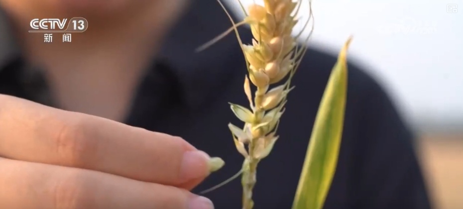 夯实丰收 端牢饭碗！小麦主产区增强服务保障 全力护航“三夏”机收