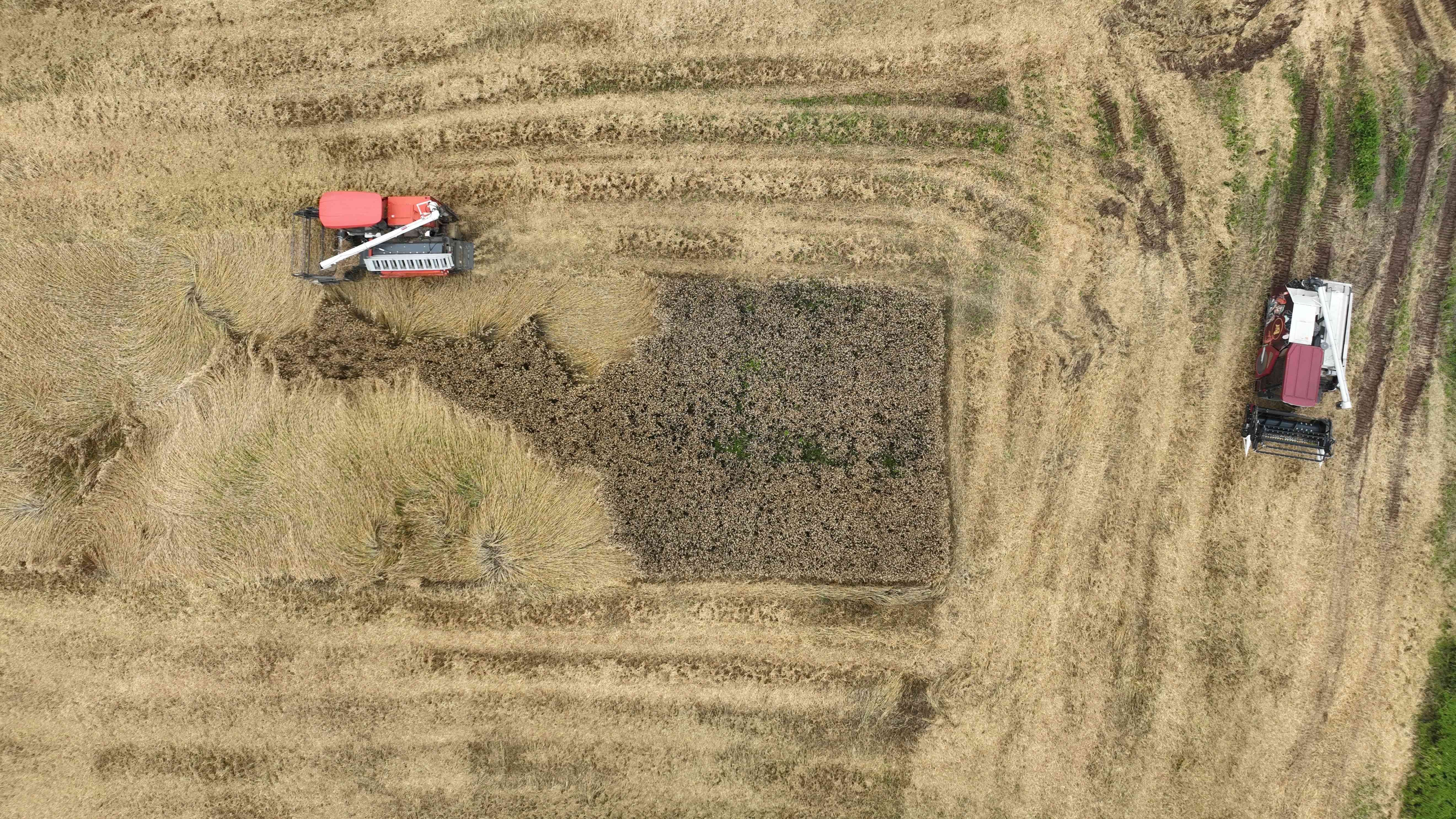 收小春、种大春、管好田 三管齐下绘就丰收图景 收小春、种大春、管好田 三管齐下绘就丰收图景