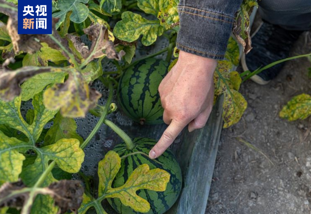 拍拍西瓜就能月入过万?这类人才很抢手 拍拍西瓜就能月入过万?这类人才很抢手