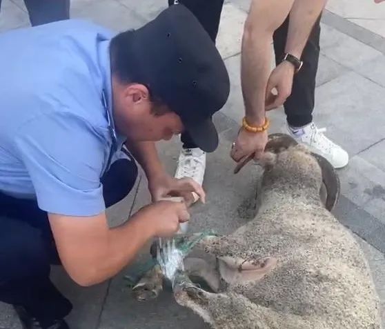 汉口街头上演“羊在囧途”，民警秒变羊倌