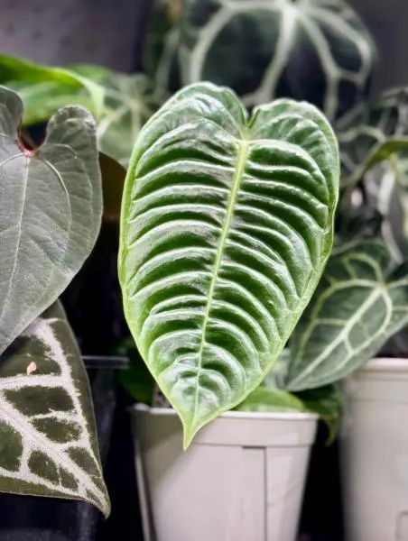 百元入局,万元进阶!在宁波靠卖叶子能赚钱吗? 百元入局,万元进阶!在宁波靠卖叶子能赚钱吗?