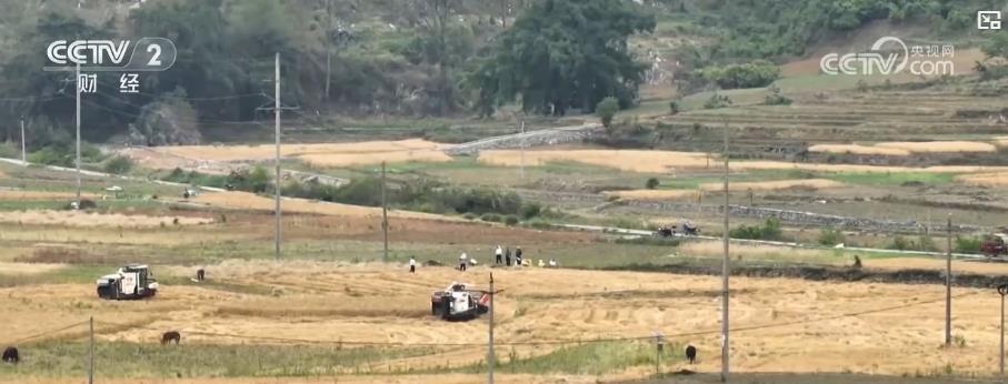 夏粮收购在即:新季小麦质好量足 调控措施稳市场保收购 夏粮收购在即:新季小麦质好量足 调控措施稳市场保收购