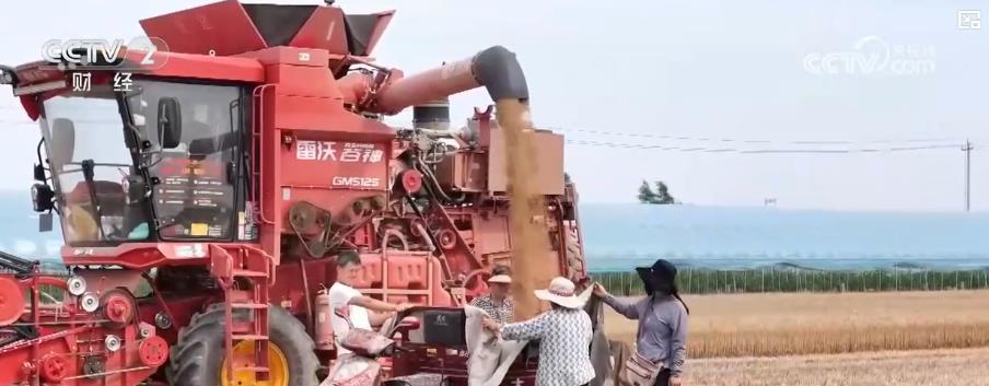 小满至 农事忙：全国小麦主产区开启收获季 各地多措并举保夏粮归仓
