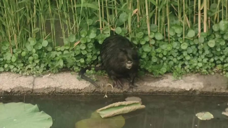 罕见!上海市中心惊现入侵物种?体型很大,不怕人,紧急提醒:千万别摸 罕见!上海市中心惊现入侵物种?体型很大,不怕人,紧急提醒:千万别摸