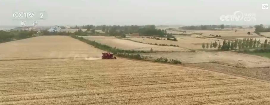 小满至 农事忙：全国小麦主产区开启收获季 各地多措并举保夏粮归仓