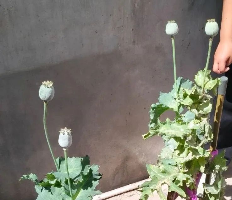 “小孩哥”,二次立功! “小孩哥”,二次立功!