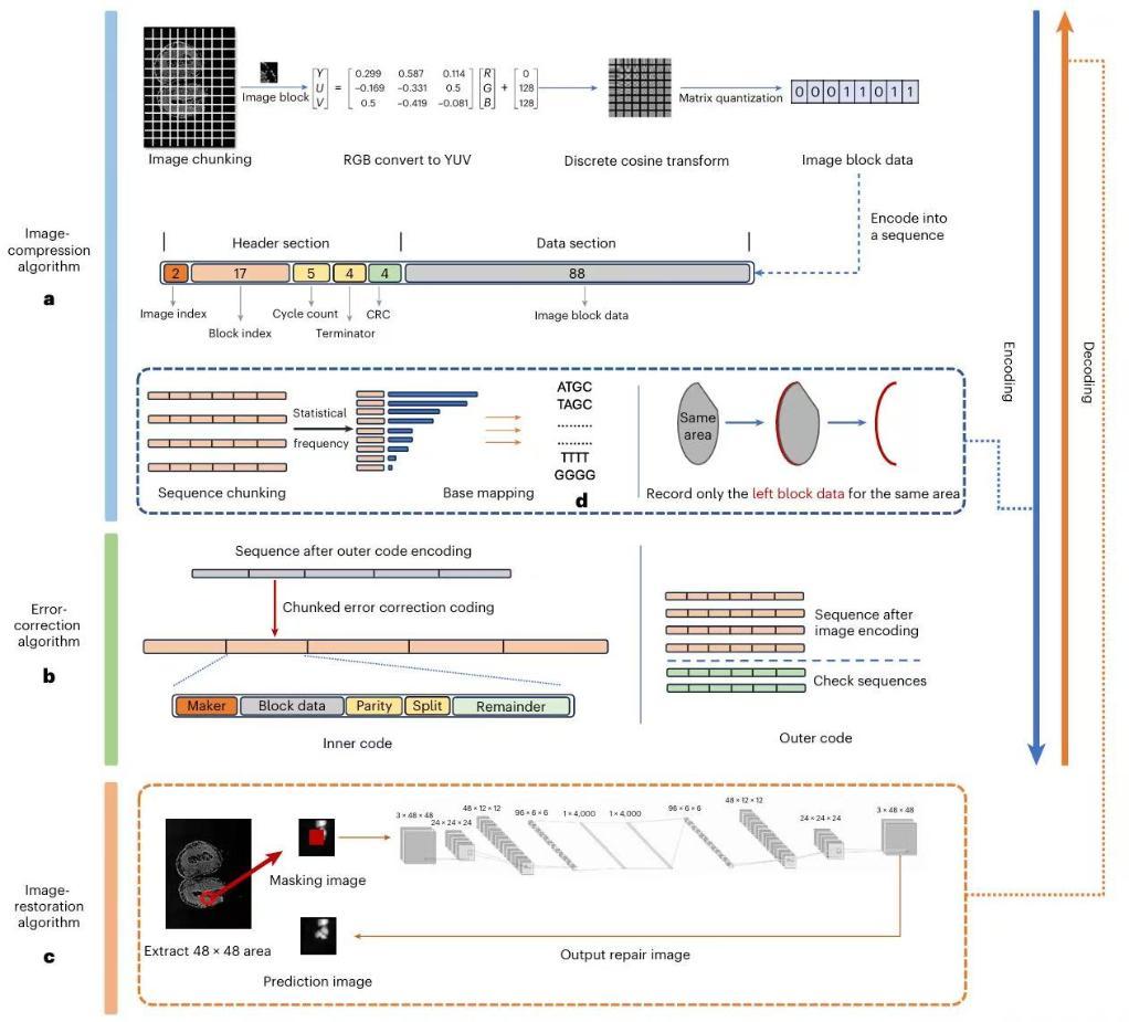 60MB生物医学图像存入DNA!我国DNA信息存储技术取得新突破 60MB生物医学图像存入DNA!我国DNA信息存储技术取得新突破
